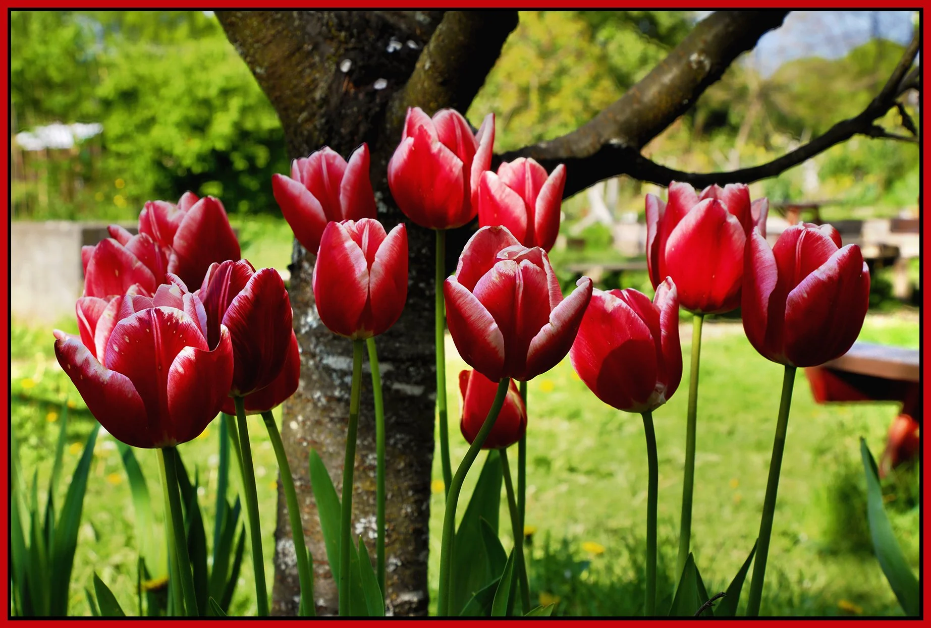 Flowers Tulips_May 7_2023_HDR_4H7155_peHyperealSepDrkn_4x6s.jpg