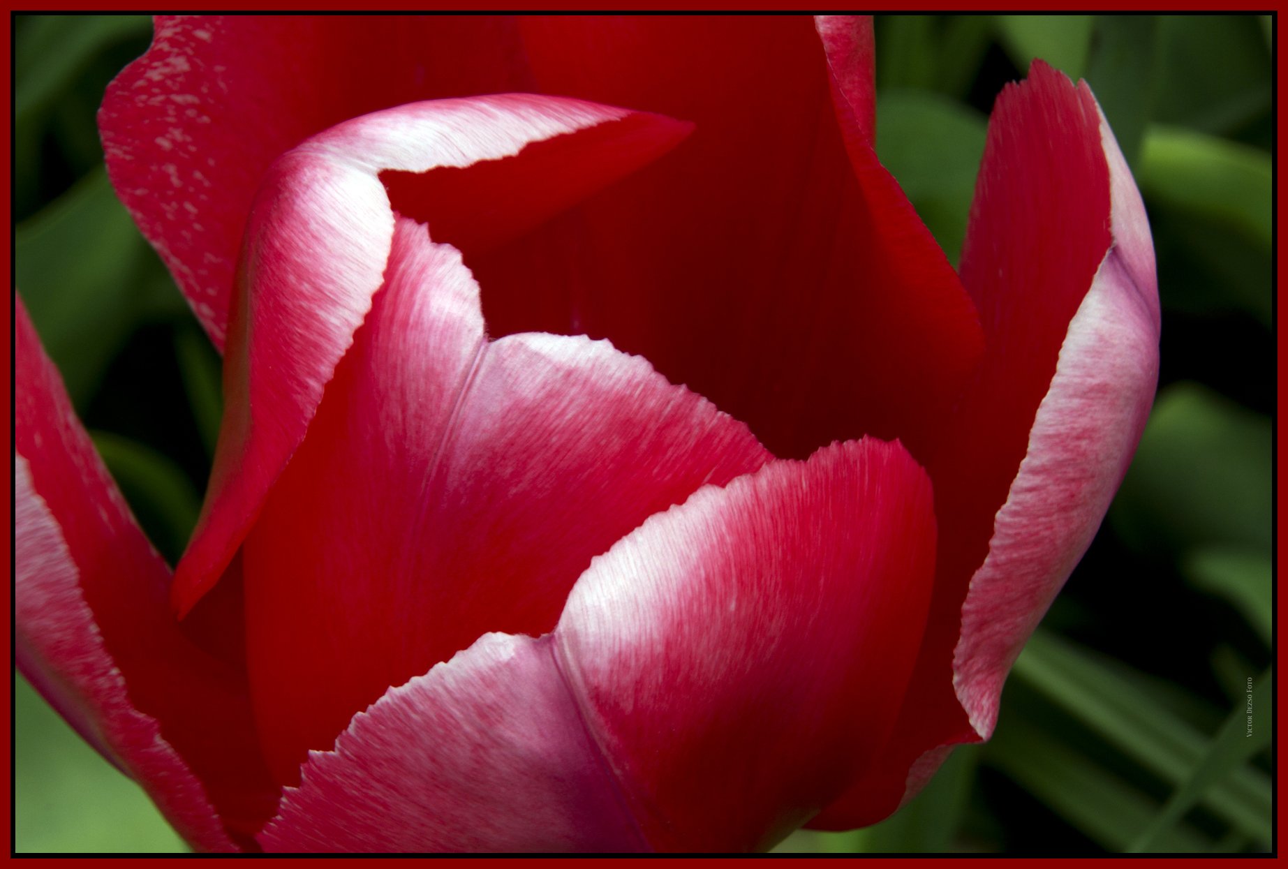 Flowers_May 4_2011_3507_4x6s.jpg