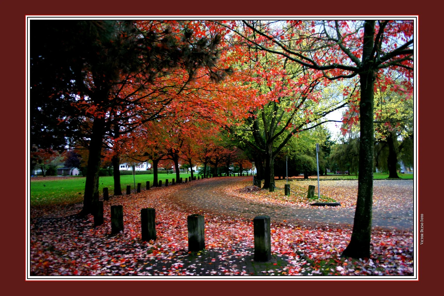 Trout lake Trees_2514_2_4x6.jpg