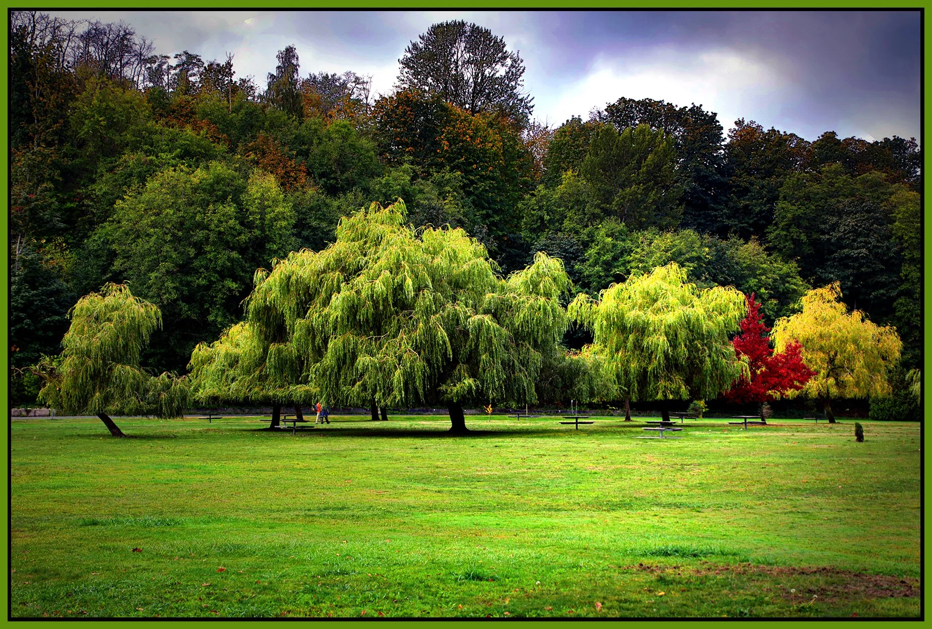 Spanish Banks Tree_Sep 30_2026_HDR_4L3888_peDrkImpct_4x6s.jpg