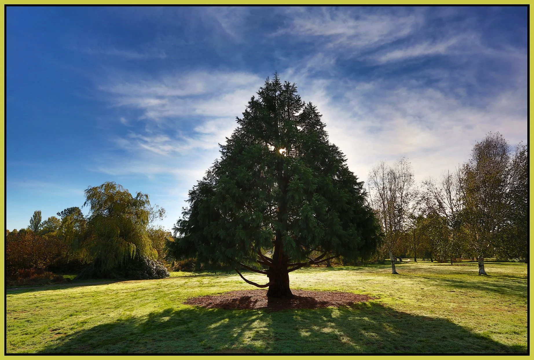 Trout Lake Trees_Oct 27_2015_HDR_H9041_4x6s.jpg