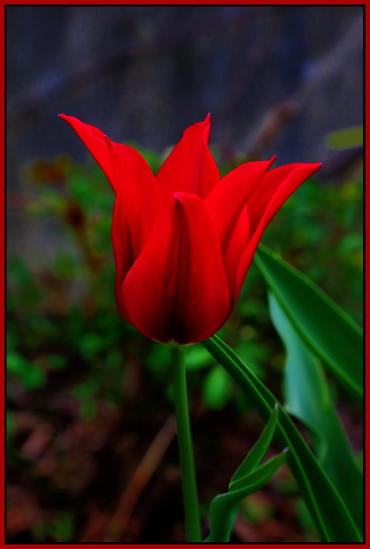 Flowers Tulips_Apr 23_2021_HDR_4G7788_peExpMrg_4x6s.jpg