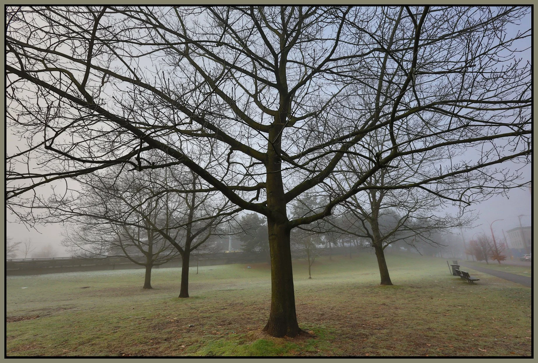 Chinatown Trees_Jan 1_2016_HDR_K1910_4x6s.jpg