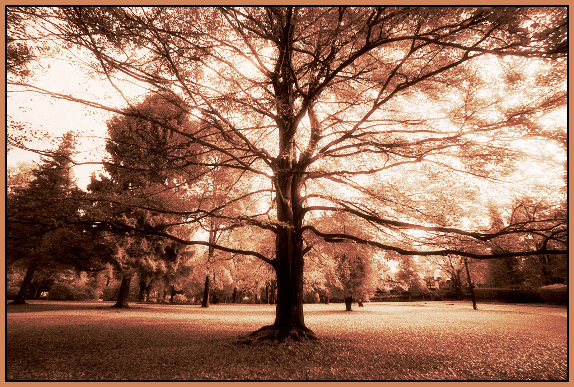 The Crescent HIE Tree_Dec 26_2000_6_4x6s.jpg