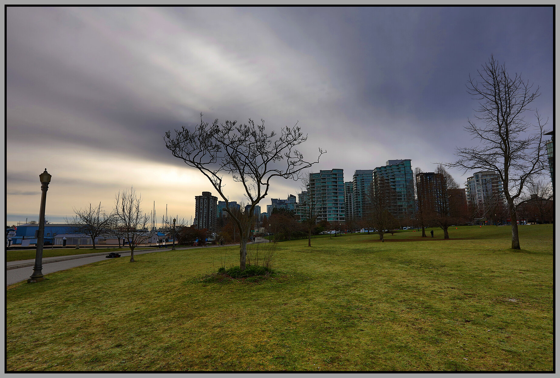 Stanley Pk Tree_Mar 24_2019_HDR_E8198_4x6s.jpg