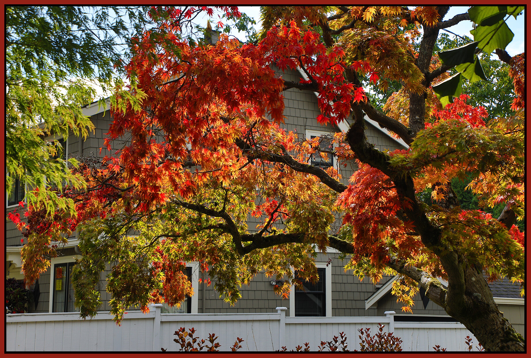 314 2nd St New West Fall Leaves_Oct 7_2021_HDR_4G3685_4x6s.jpg