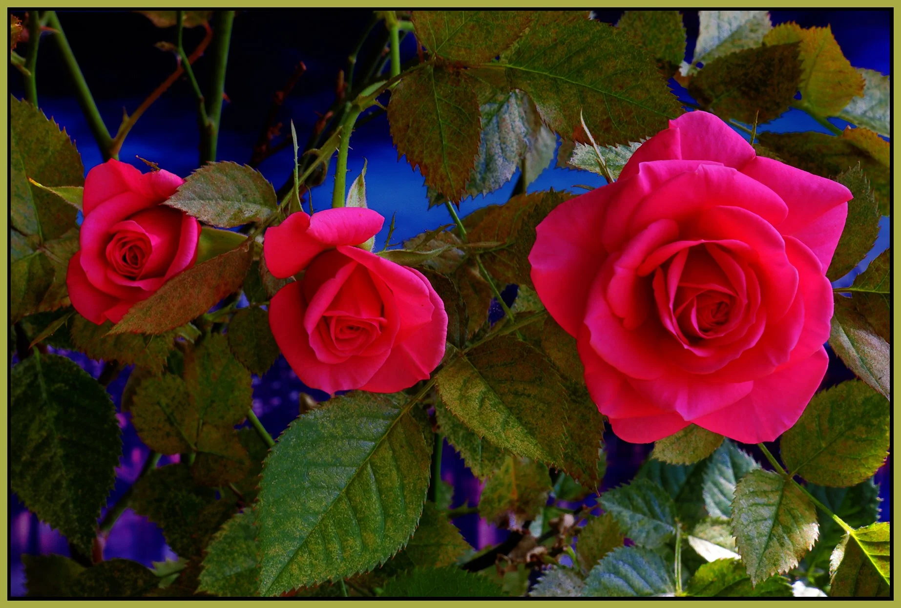 Flowers Roses_Apr 28_2023_HDR_4H6388_peExpMrg_4x6s.jpg