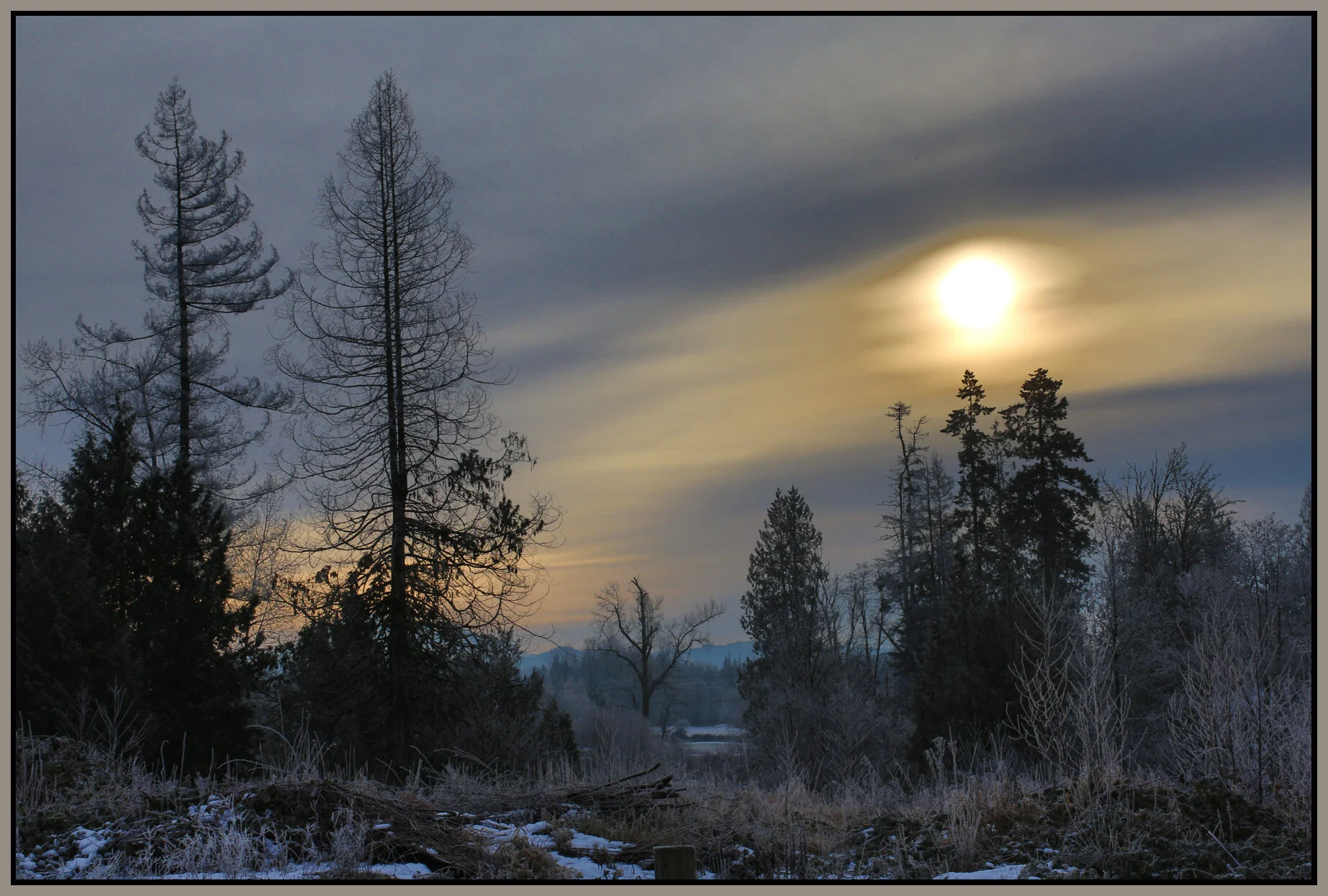 Langley Trees_Jan 2_2018_HDR_L0423_4x6s.jpg