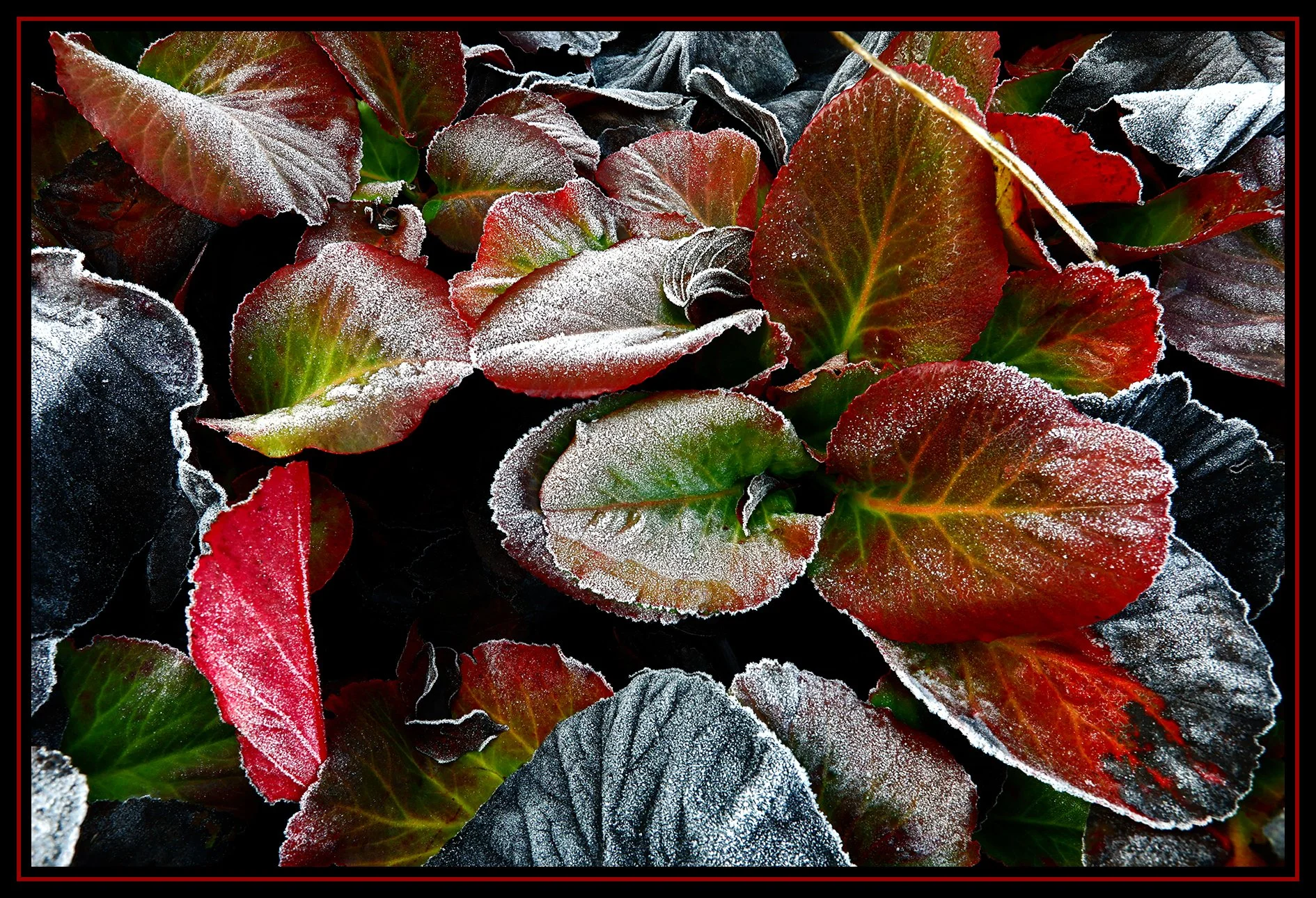 Flowers in Snow_Dec 24_2020_HDR_4G0664_peDrkn&ImpC_4x6s.jpg