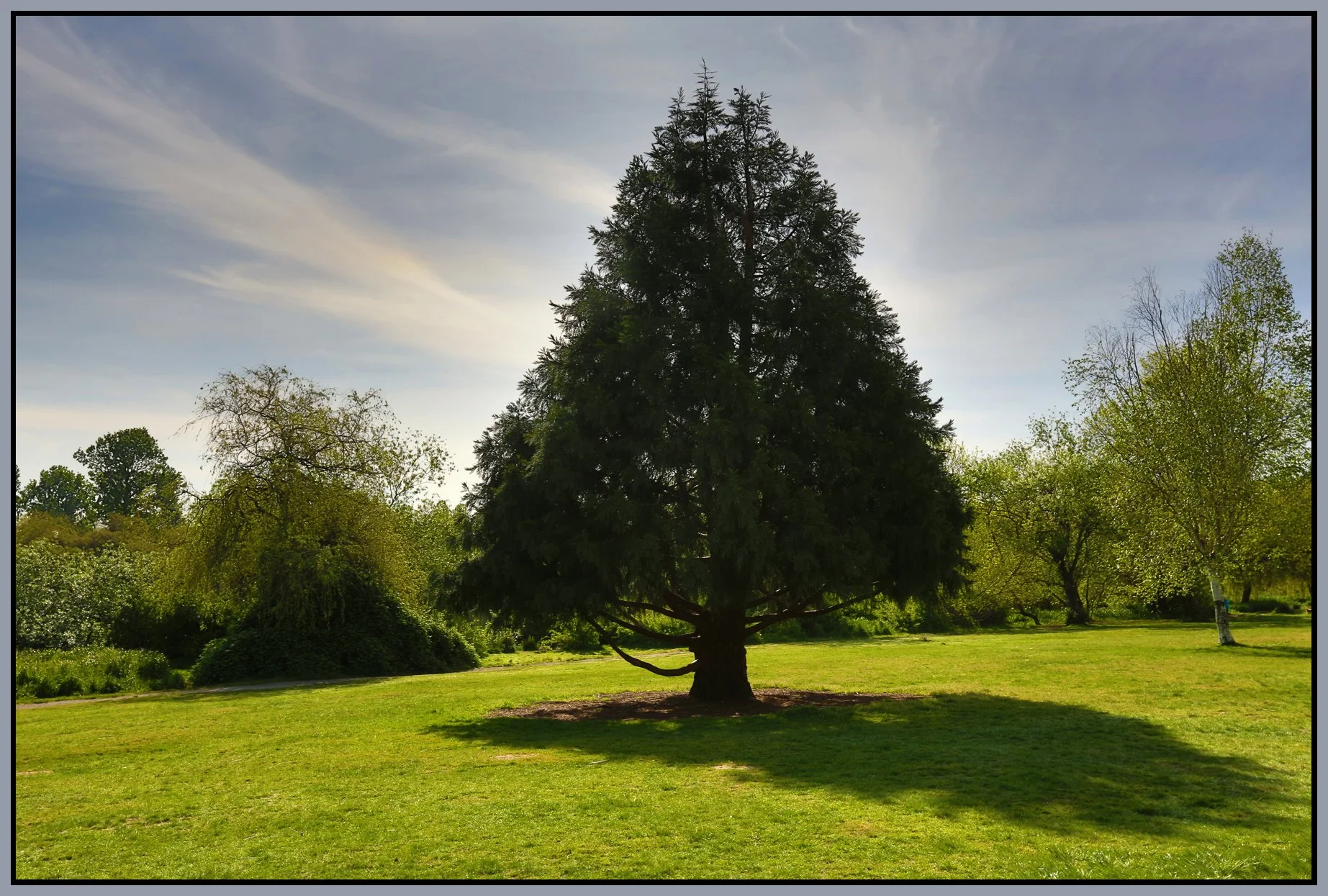 Trout Lake Tree_Apr 19_2016_HDR_K3311_4x6s.jpg
