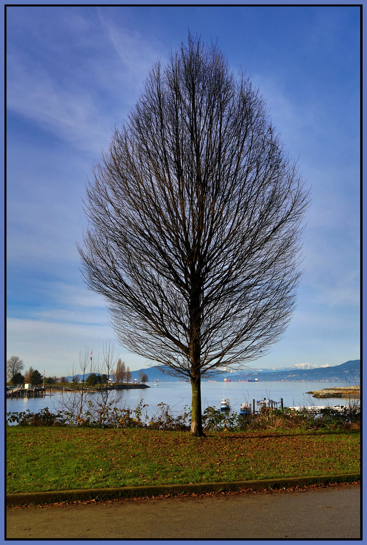 English Bay Tree_Jan 2_2013_HDR_C8547_4x6s.jpg
