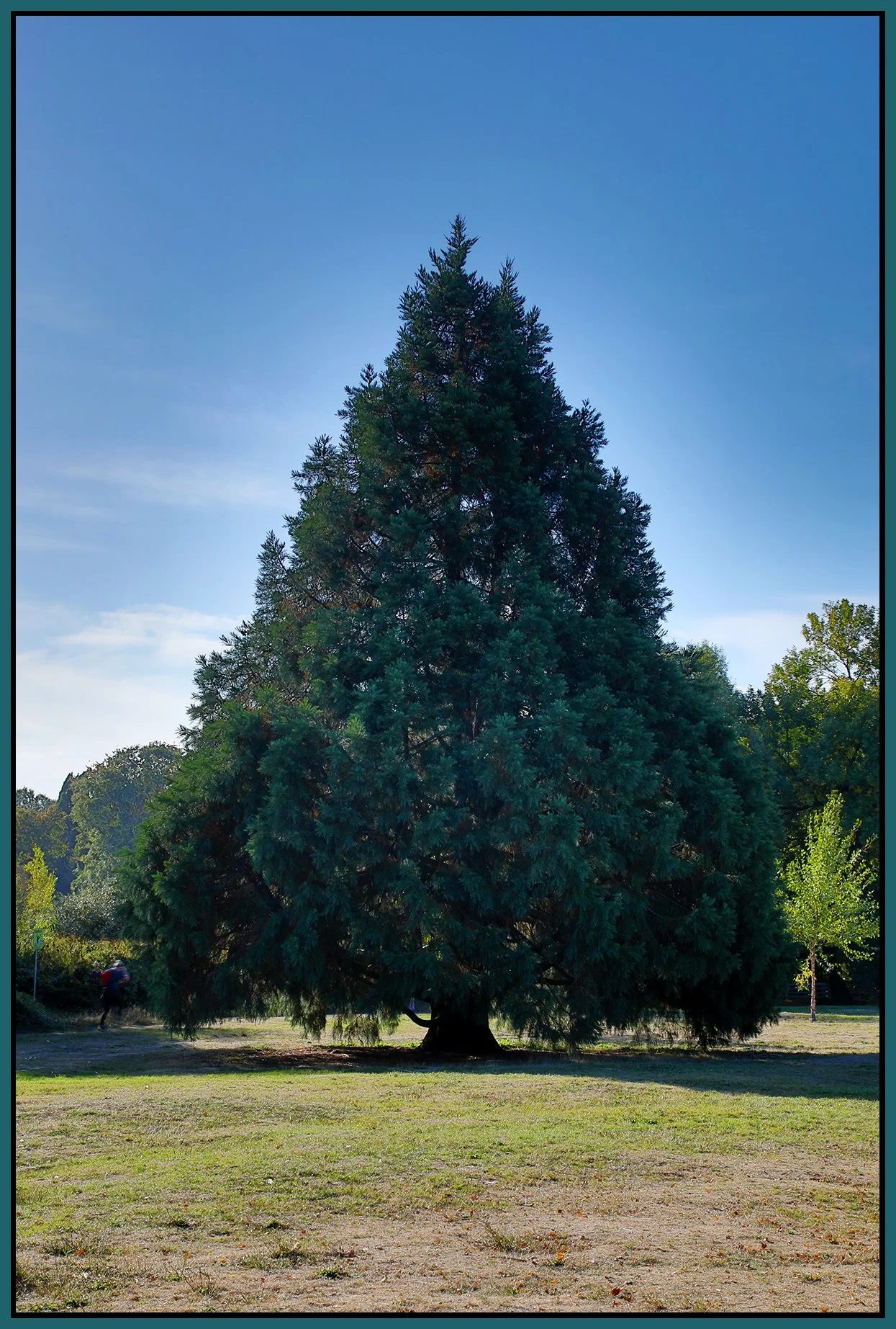 Trout Lake Tree_Sep17_2023_HDR_4H8496_4x6s.jpg