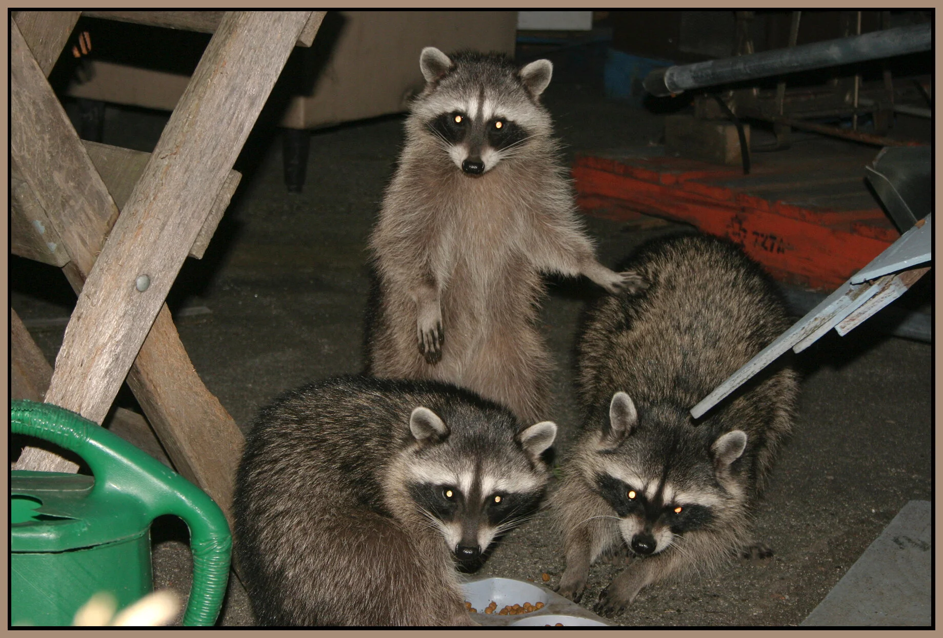 Racoons_3126_4x6s.jpg