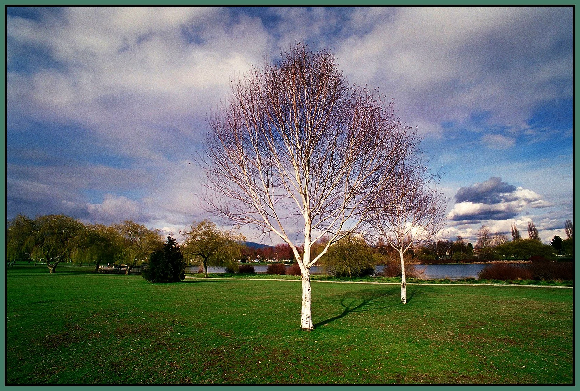 Trout Lake Trees_Apr 4_2003_21_4x6s.jpg