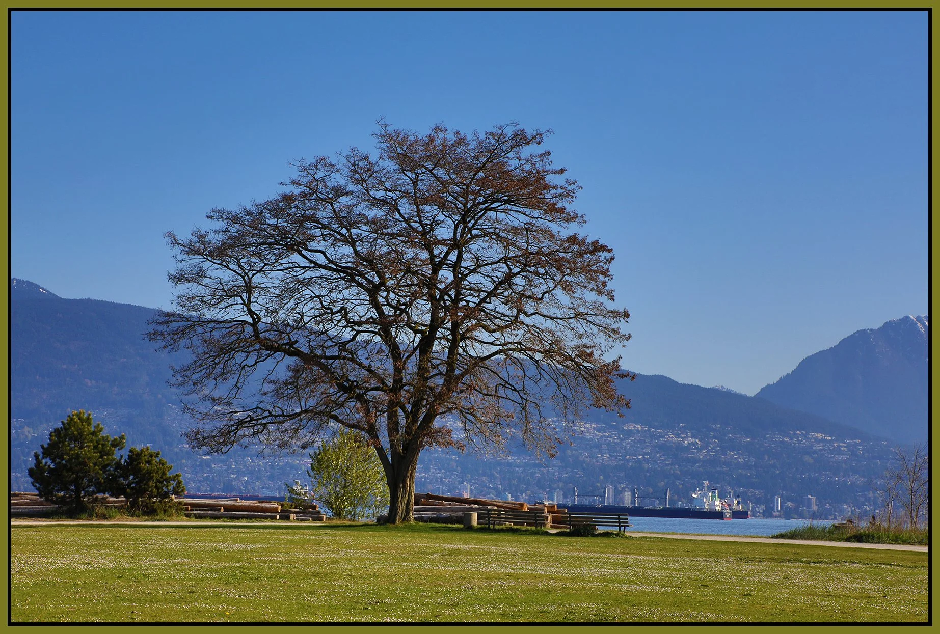 Jericho Beach Tree_Apr 22_2021_HDR_4G7752_4x6s.jpg