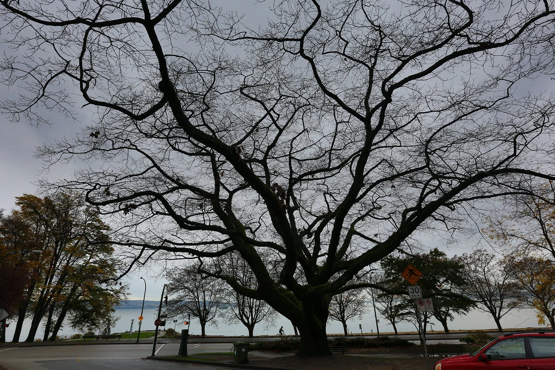 English Bay Trees_Nov 13_2015_HDR_H2110_4x6.jpg