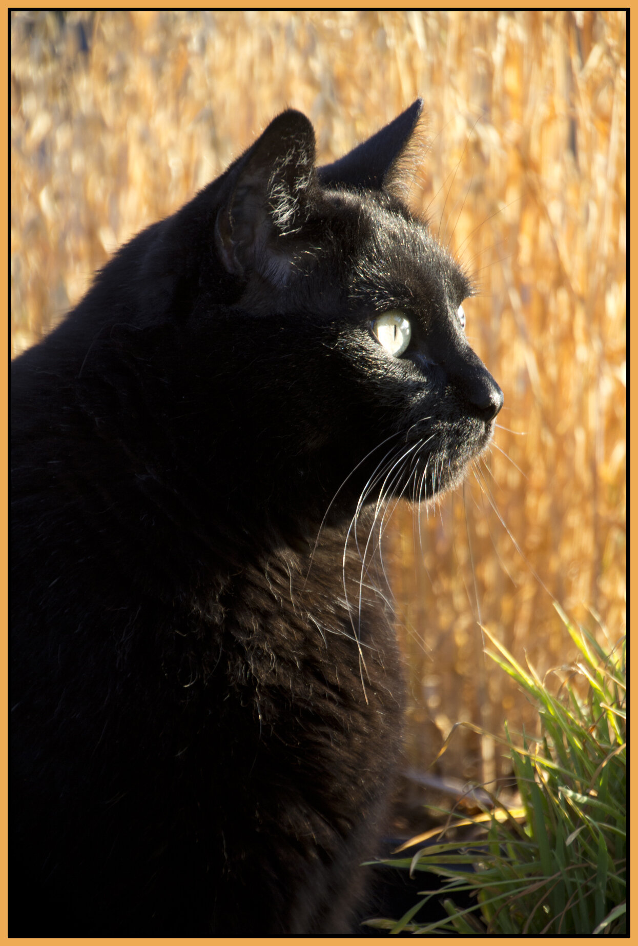 CC_Aug 11_2012_7064_4x6s.jpg