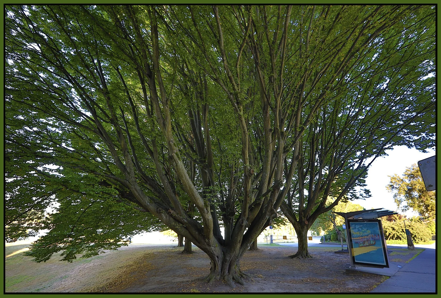 Trees on Beach Ave_Sep 10_2020_HDR_4G6685_4x6s.jpg