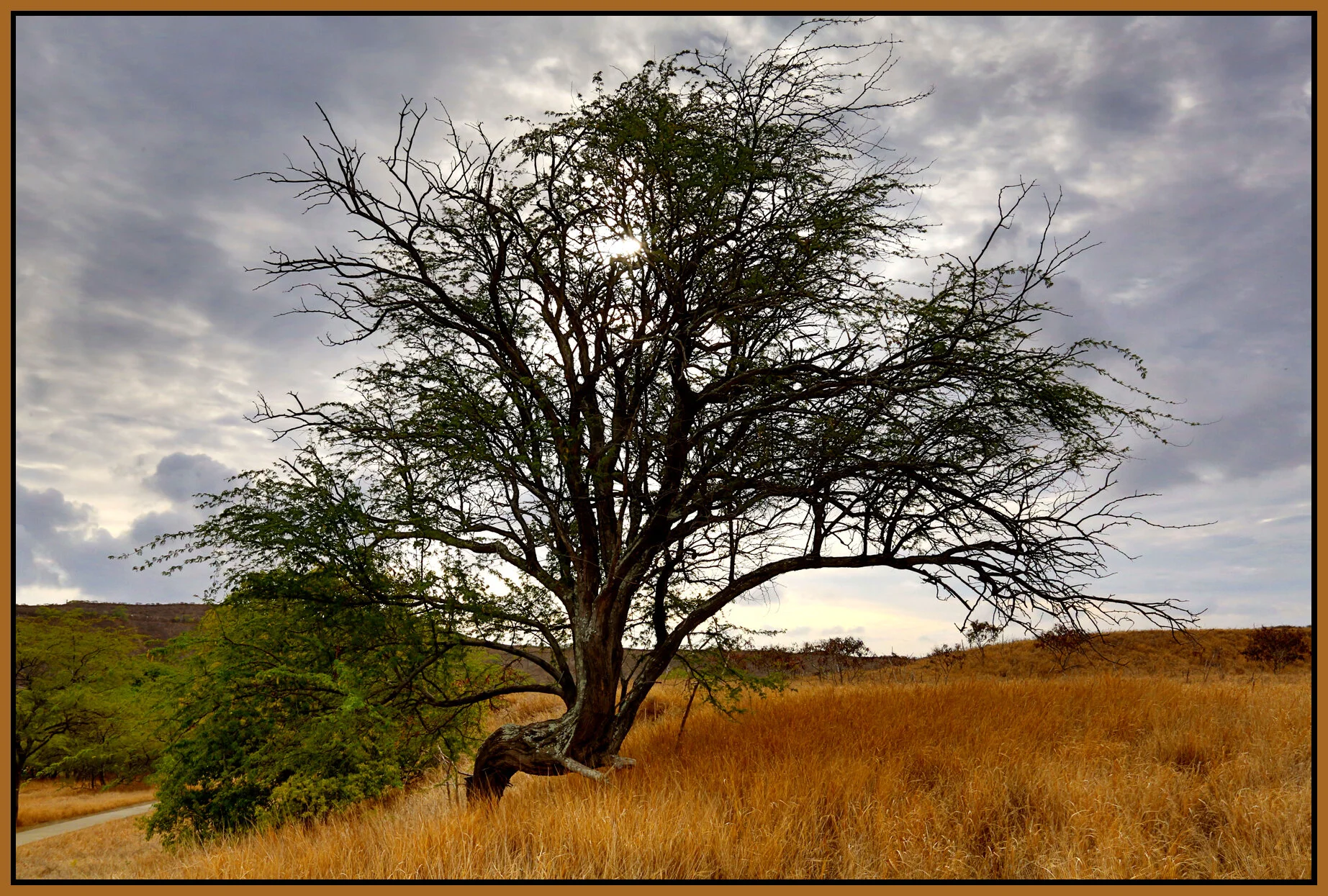 Hawaii Tree_Nov 18_2012_HDR_C1938_4x6s.jpg