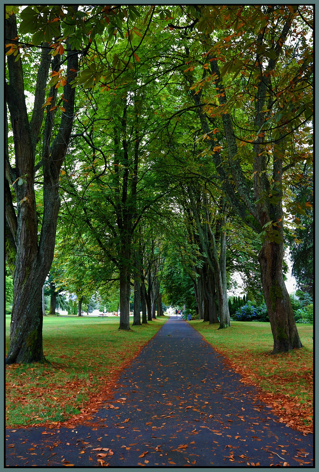Trees in Stanley Pk_Aug 20_2019_HDR_4G1549_4x6s.jpg