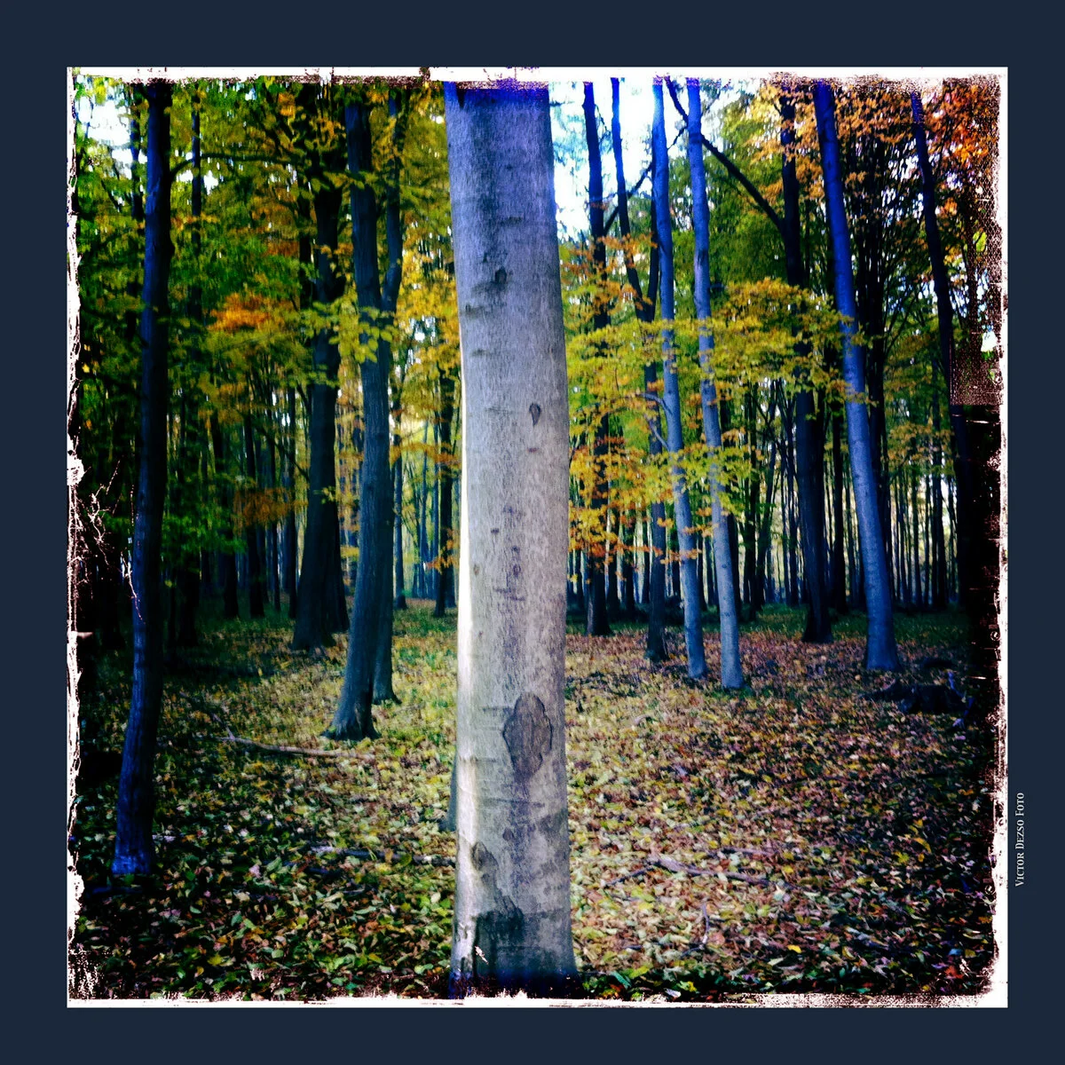 Mátra_Nov 1_2011_1282_4x4.jpg