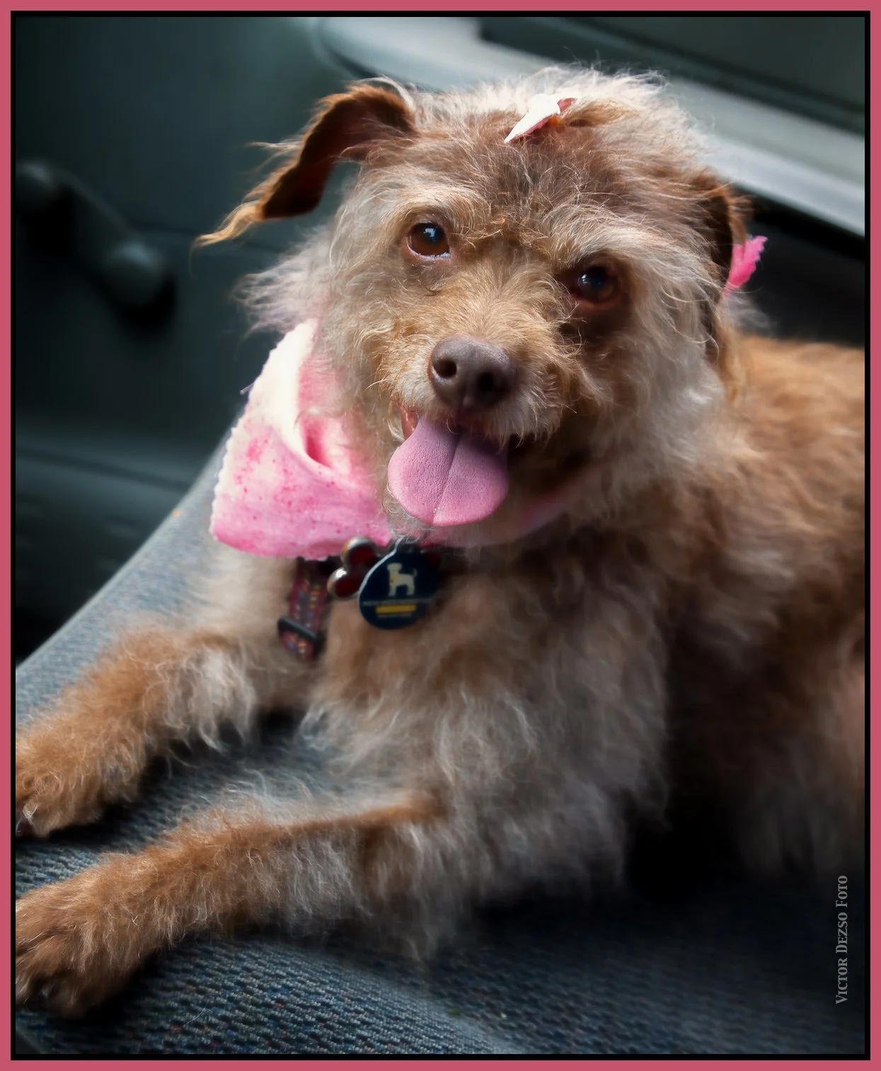 Frances Groomed_Aug 13_2025_CR2_4K0953_1_peHyprstrip_PrtSftnd_4x5s.jpg