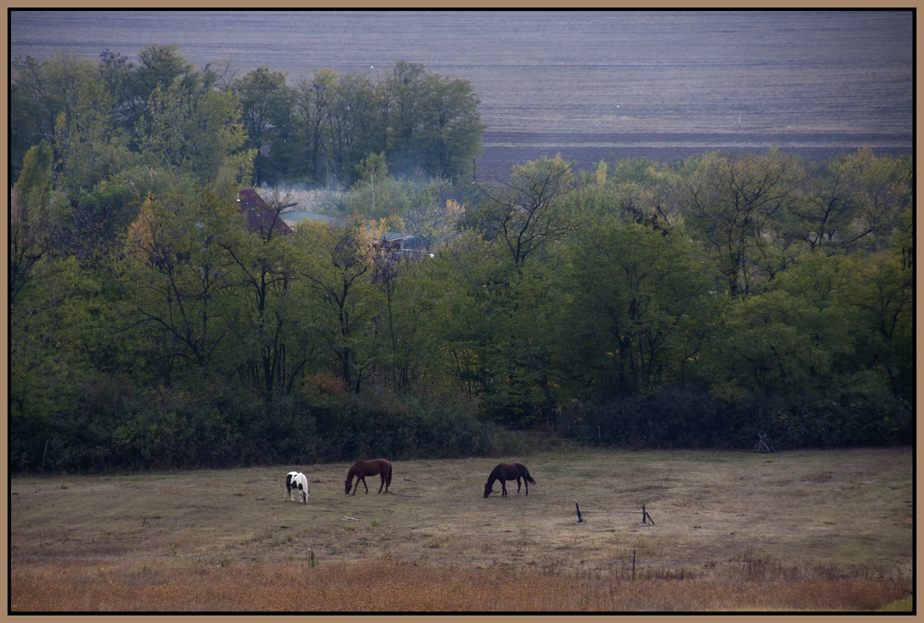 Pécel_Oct 26_2011_1781_4x6s.jpg