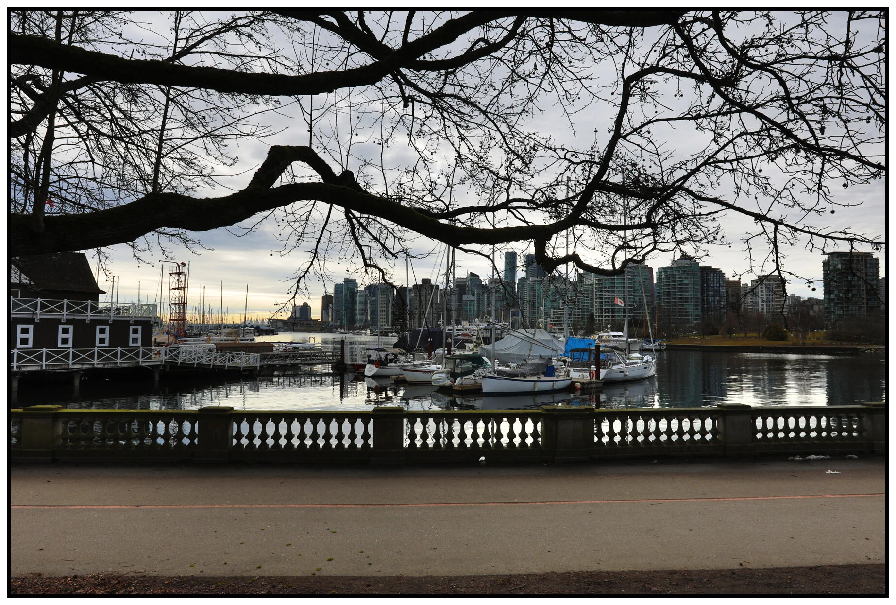 Stanley Pk Tree LkgSE_Feb 14_2017_HDR_A0883_4x6s.jpg