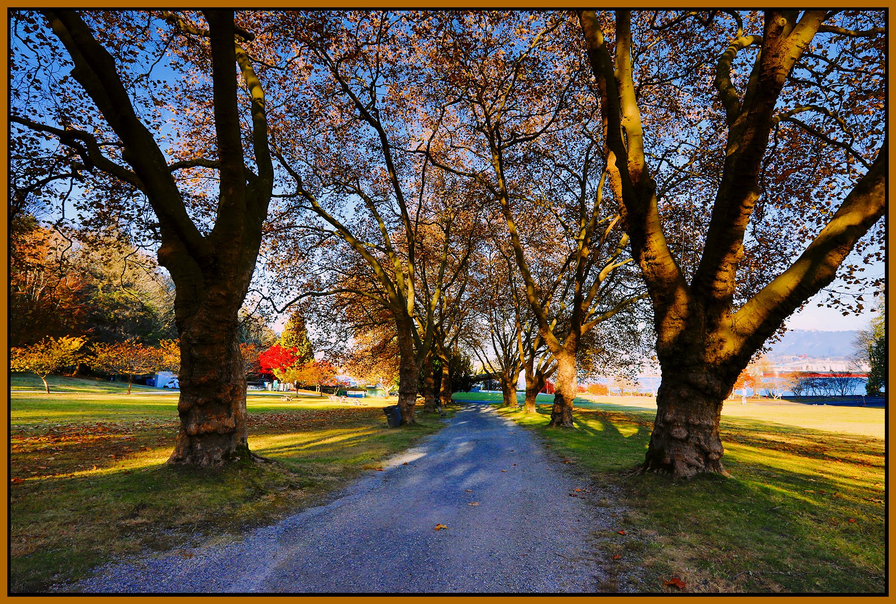Stanley Pk Trees_Nov 18_2022_HDR_5C6950_peNew_Ewgt_4x6s.jpg