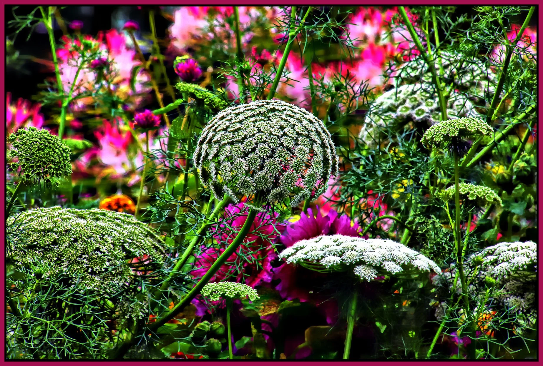 Flowers_Aug 14_2024_HDR_5E8246_peHdr2013_1_4x6s.jpg