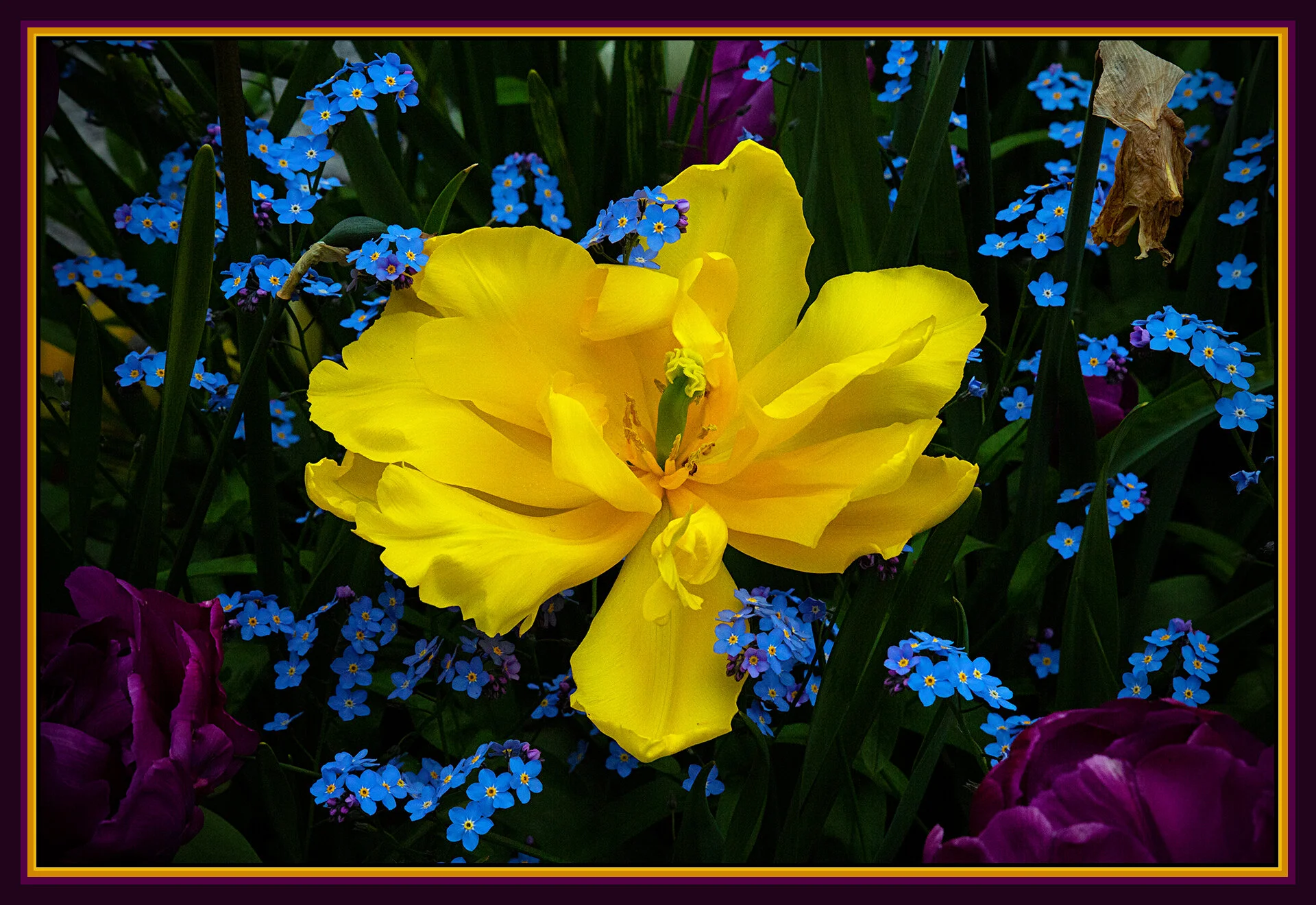 Flowers Tulips_Apr 28_2020_CR2_3B4478_peWhenYouNeed_4x6s.jpg