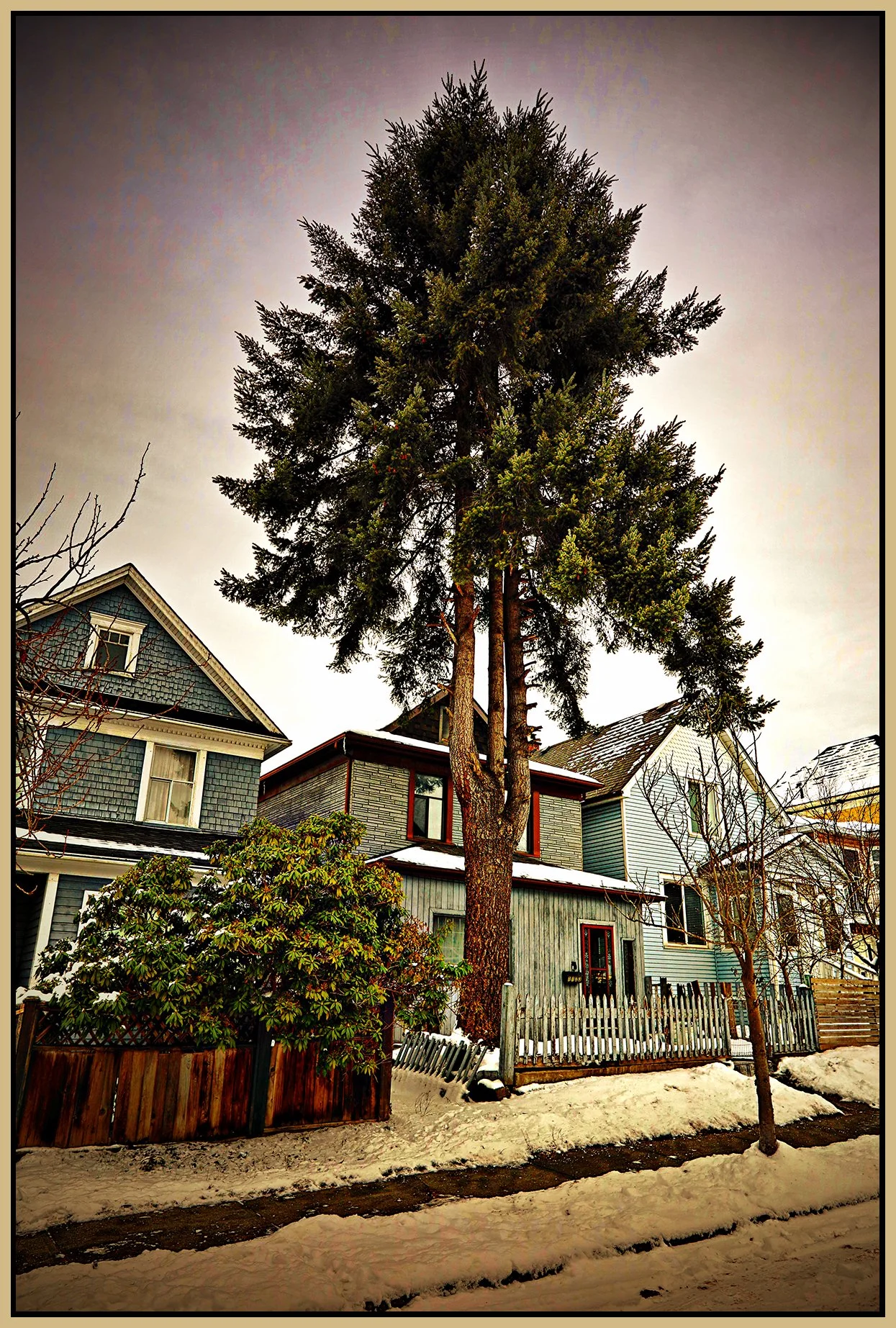 1106 E Pender Tree in Snow_Jan 1_2022_HDR_5A5754_peVenice_IntsDet_4x6s.jpg