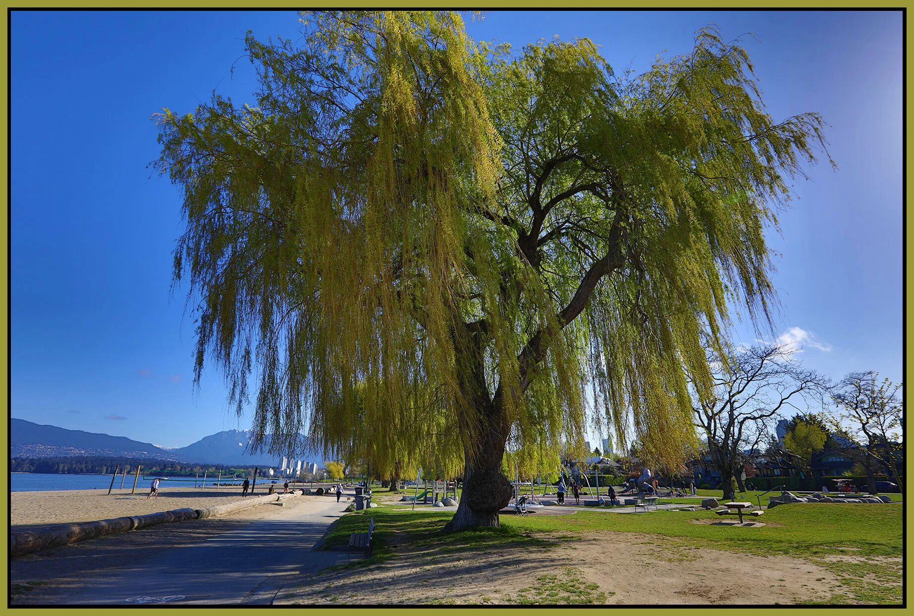 Kits Beach Tree_Apr 22_2021_HDR_5A0378_4x6s.jpg