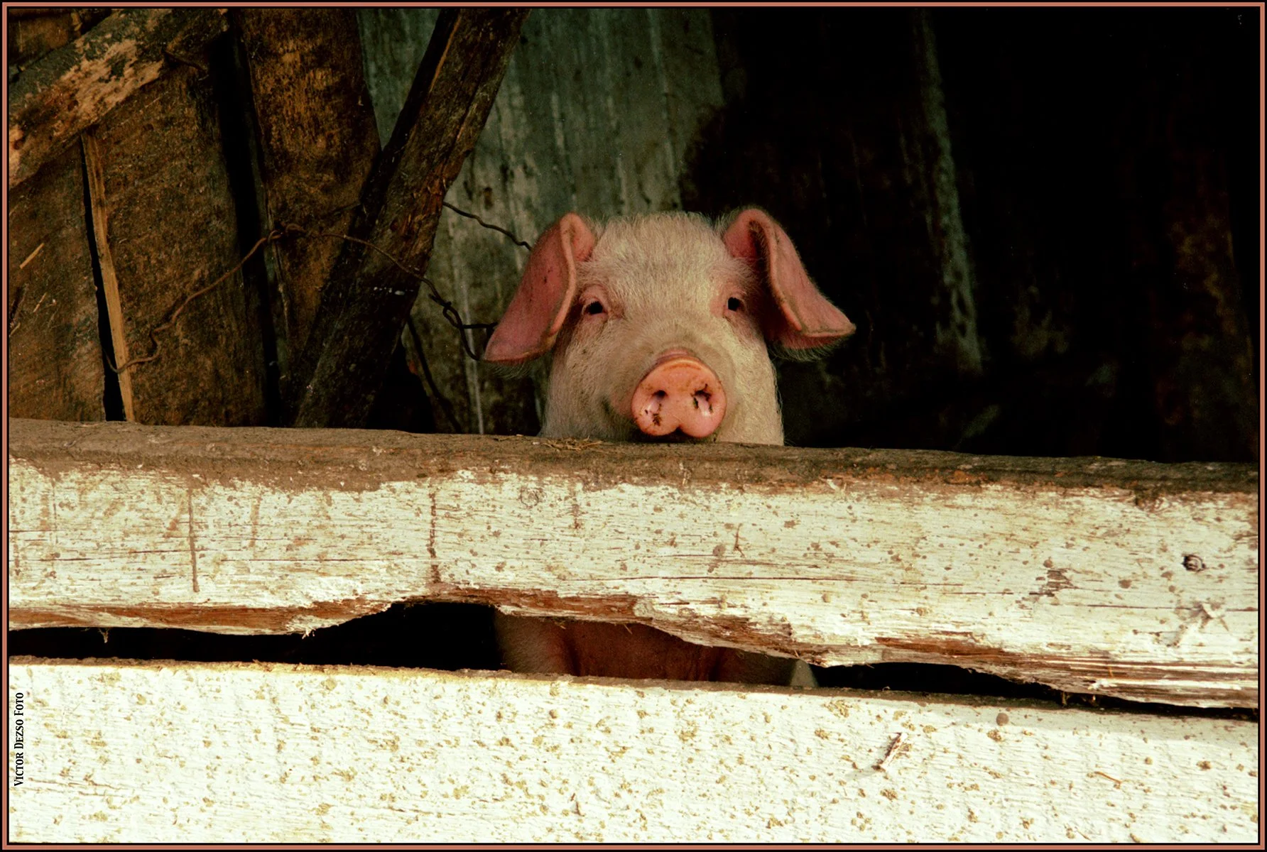Hungarian Pig_1971_16_4x6s.jpg