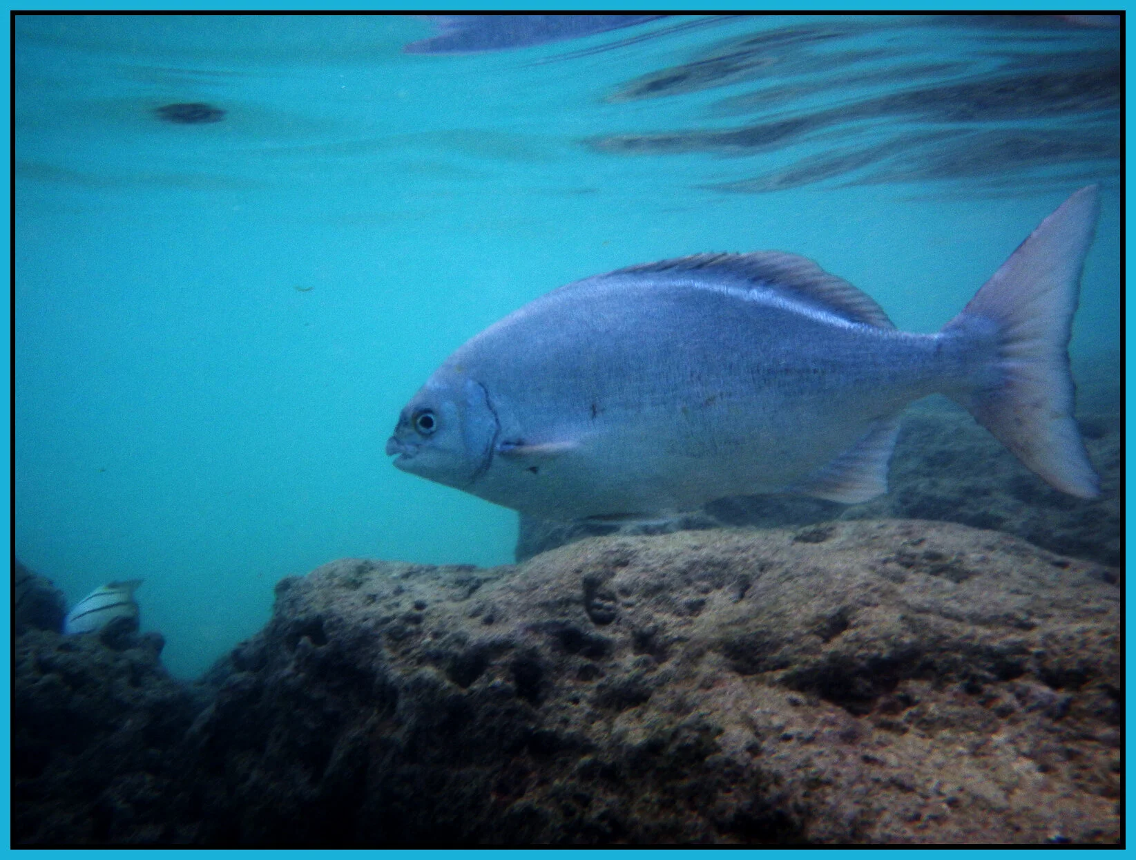 Hawaii Nov 23_2012_VDF10177_4x5.3s.jpg