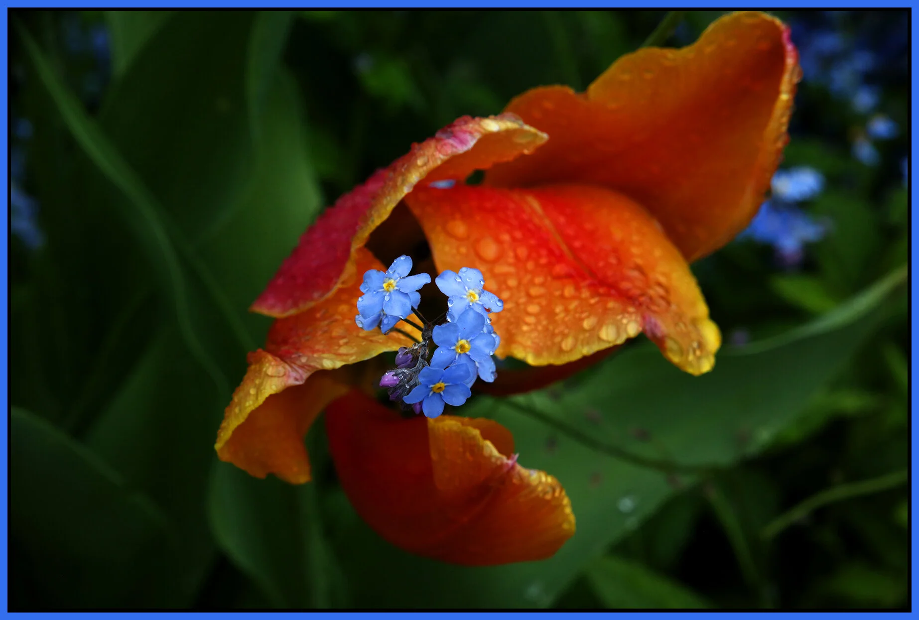 Flowers_Apr 28_2020_MK3B4313_4x6s.jpg