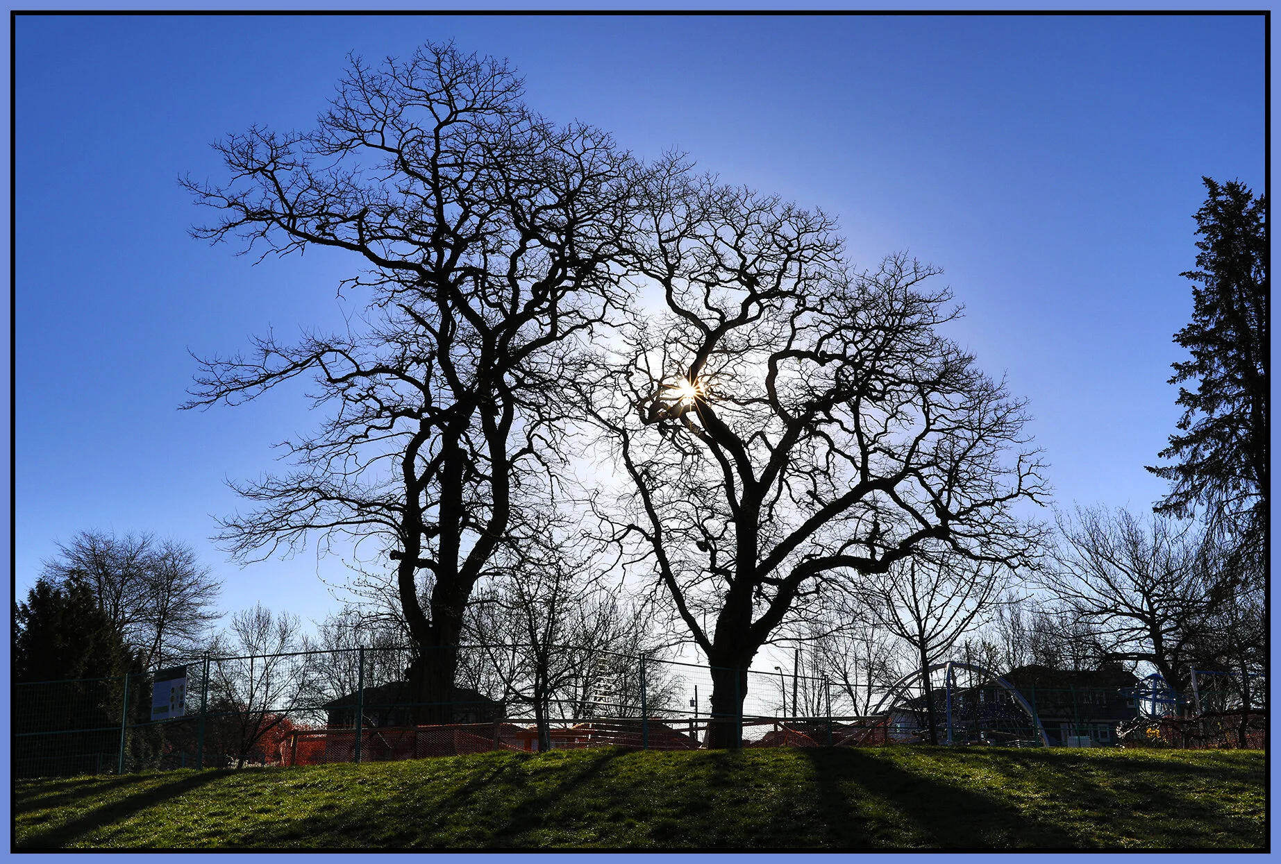 Beaconsfield Park Tree_Apr 14_2021_HDR_5A7990_4x6s.jpg
