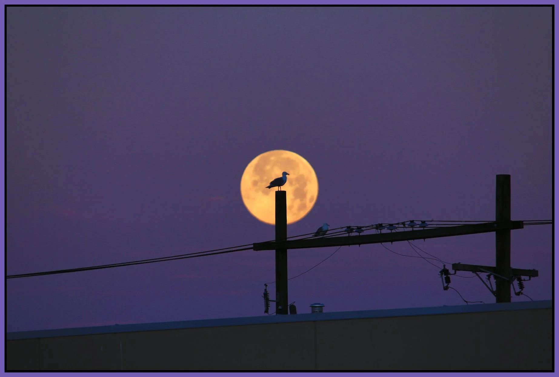 Moon & Seagull_Jul 12_2014_HDR_F7355_4x6s.jpg
