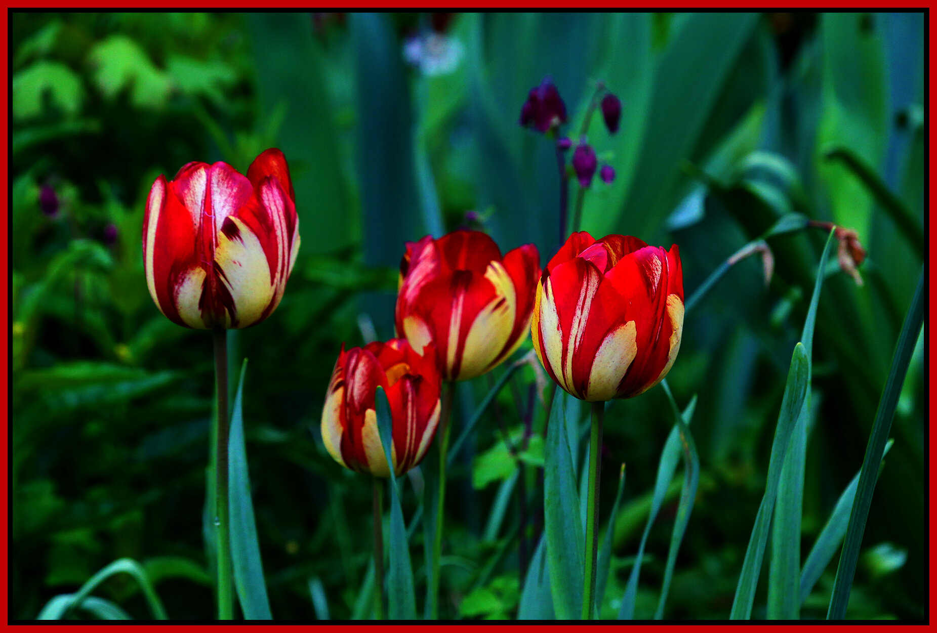 Flowers Tulips_May 2_2020_HDR_3B4928_4x6s.jpg