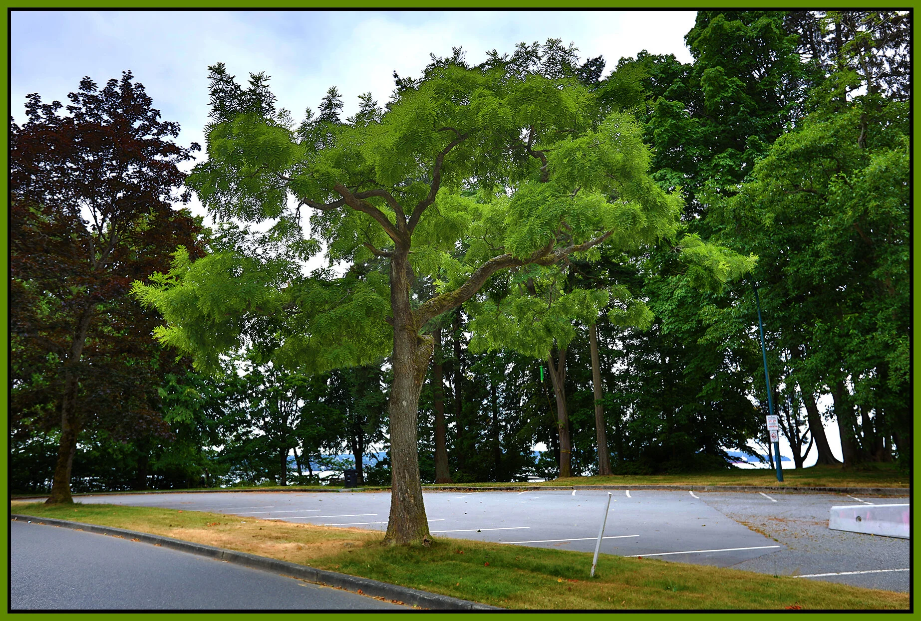 Stanley Pk Tree_Jul 8_2021_HDR_5A2190_4x6s.jpg