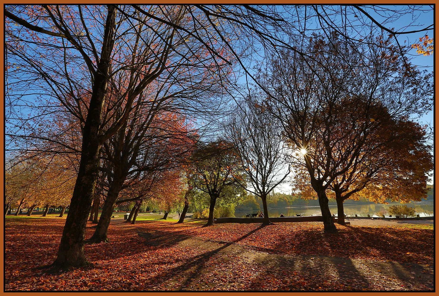 Trout Lake Trees_Nov 12_2014_HDR_F5357_4x6s.jpg