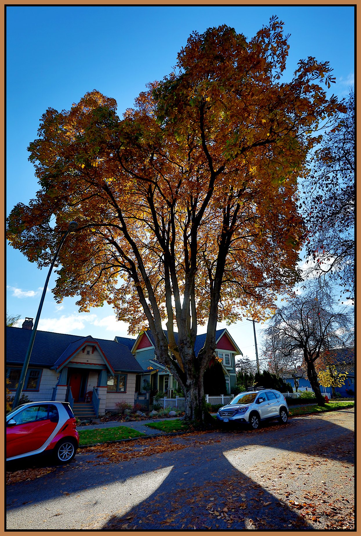 East Van Trees_Oct 29_2021_HDR_5A8869_4x6s.jpg