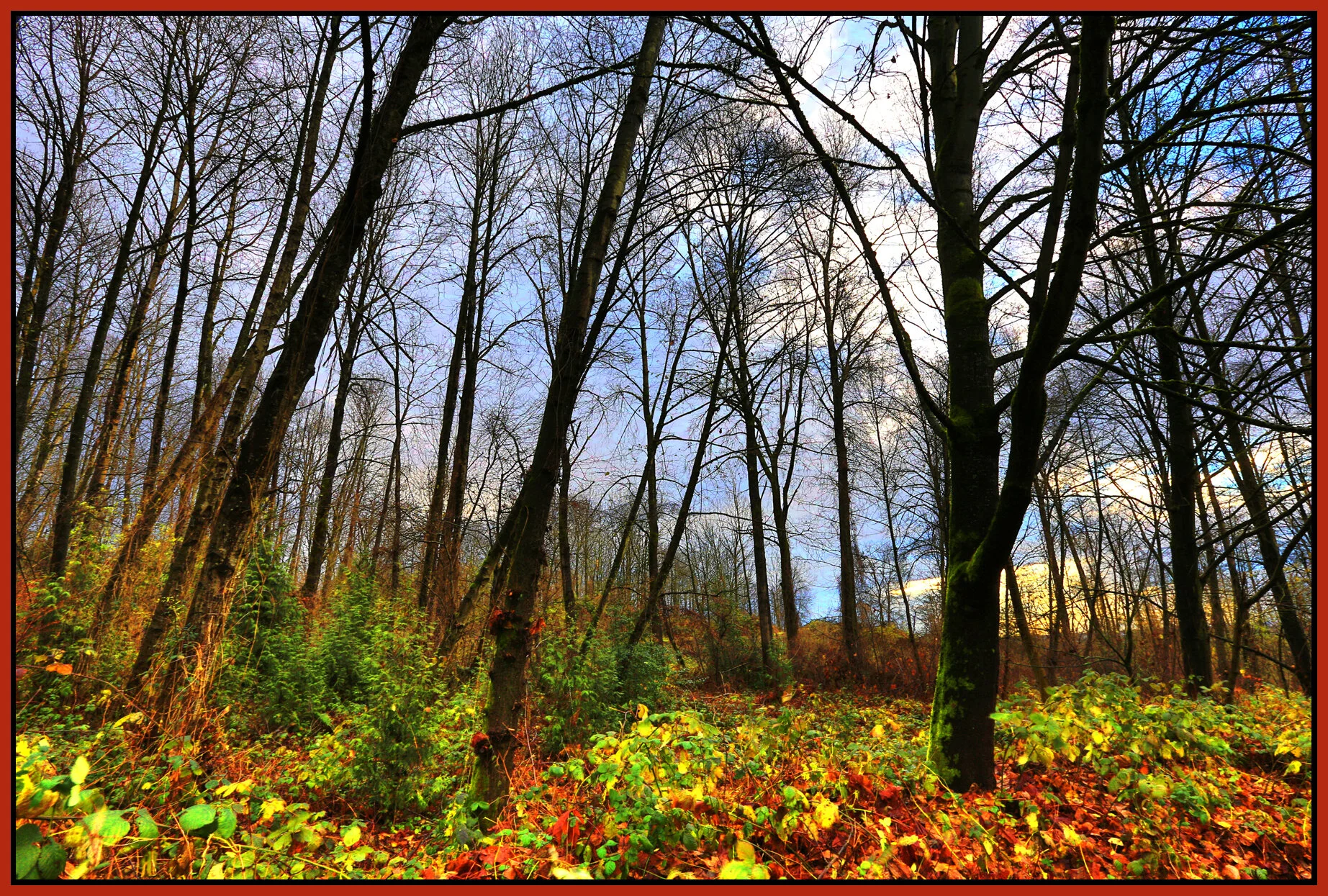 Woods on Kerr_Dec 9_2015_HDR_H8309_peVibCol_4x6s.jpg