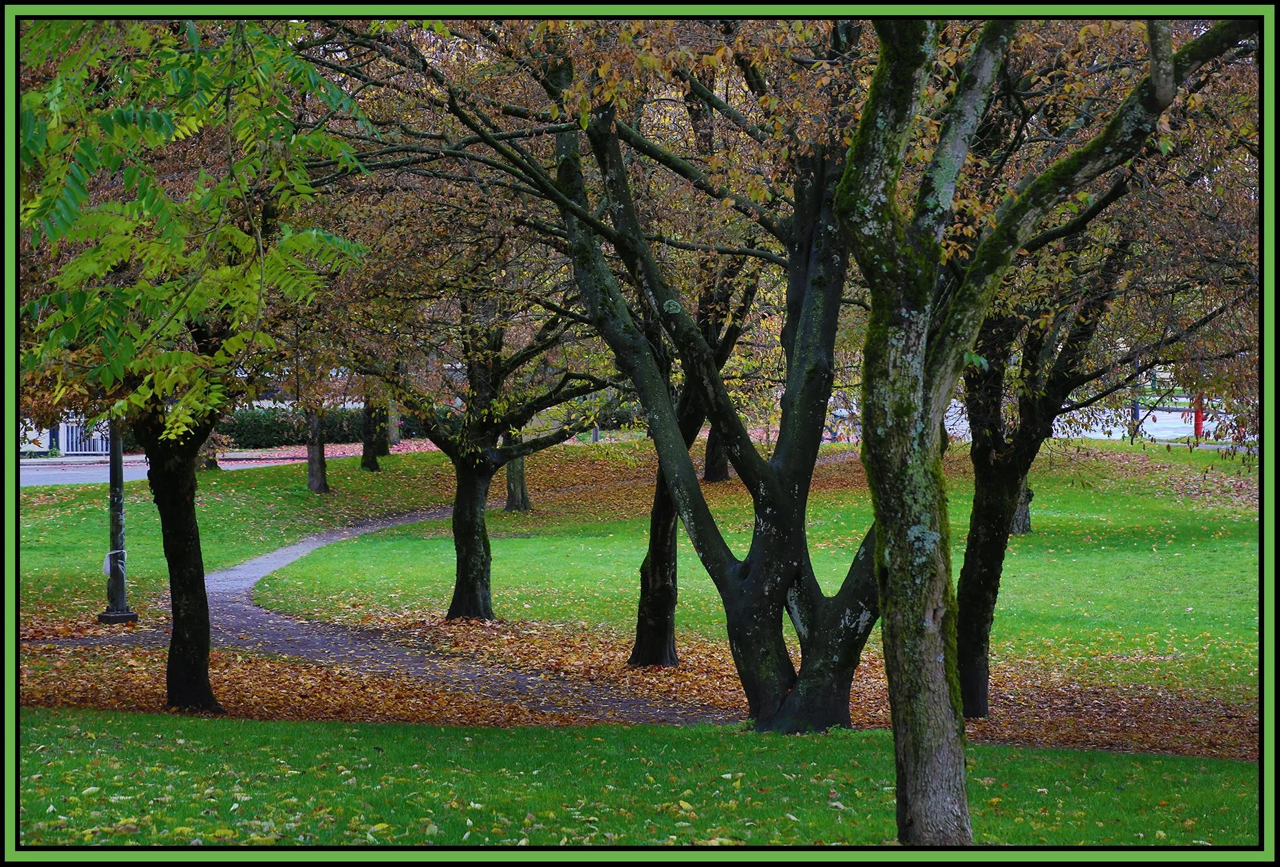 Chinacreek Pk Trees_Oct 28_2018_HDR_A0568_4x6s.jpg