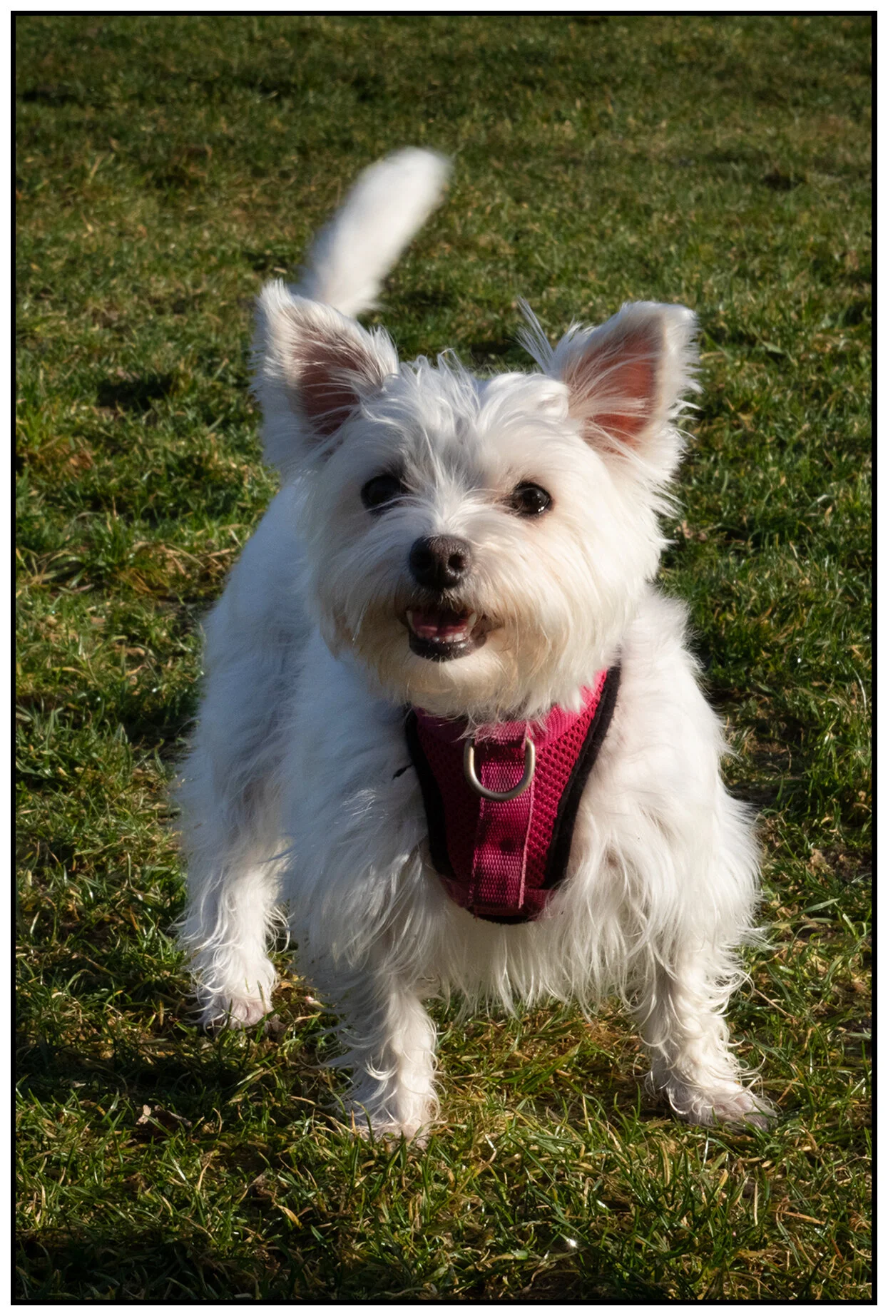 Pixel in New Westminster_Dec 25_2019_CR2_F0077_4x6s.jpg