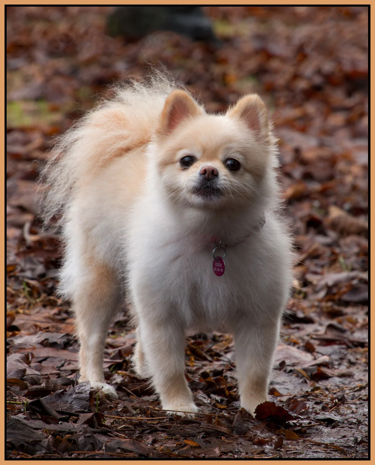 Coco_Jan 17_2016_K5257_1_4x5s.jpg