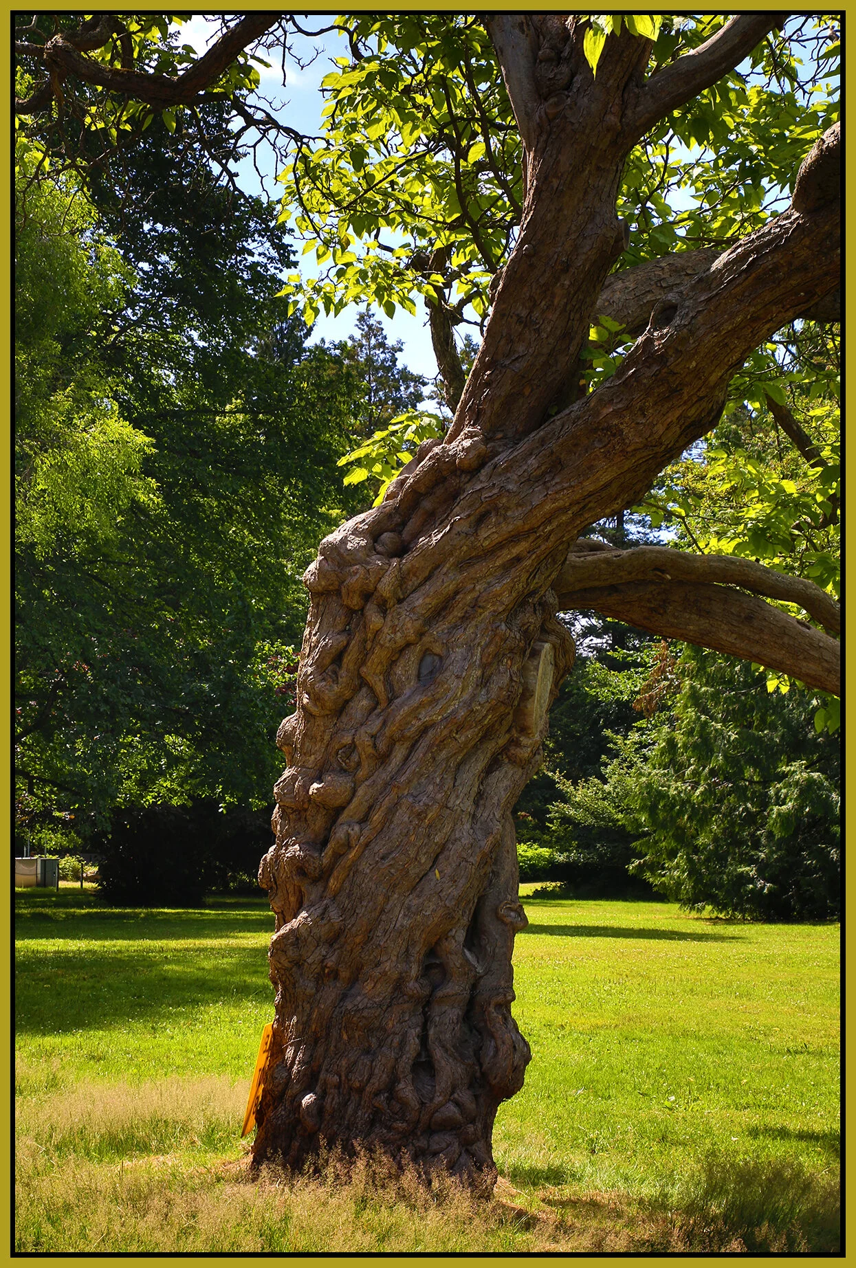 Jericho Pk Tree_Jul 17_2020_HDR_3B8937_4x6s.jpg