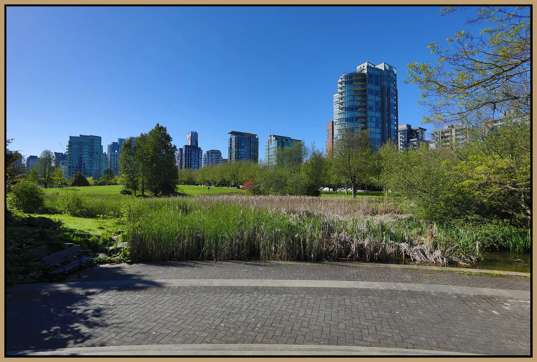 Devonian Park Bullrushes_May 13_2023_HDR_5C8955_4x6s.jpg