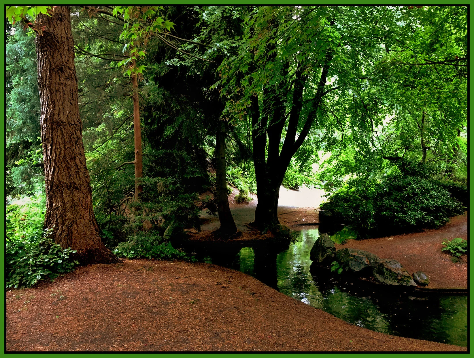Tipperary Pk Trees New West_May 26_2021_iPhone_2614_peNatB_hdri_4x5.3s.jpg