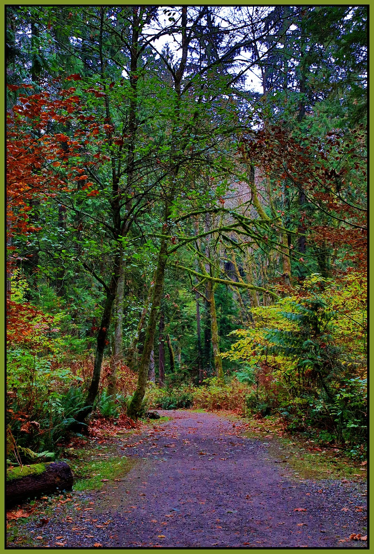 Poco Trees_Nov 20_2022_HDR_4H4790_peExpMrg_4x6s.jpg